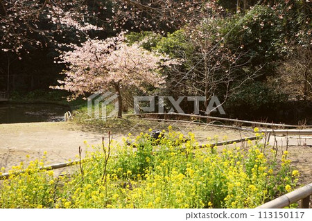 強姦花朵和櫻花 113150117