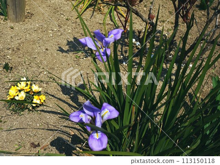 Iris and Adonis 113150118