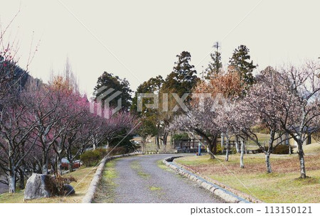 螢火蟲村梅花變色 113150121