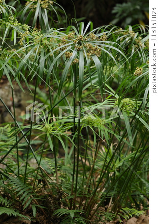 Natural plant: Chinese cypress, native to Madagascar. The plant is about 1 meter tall, and the bracts spread out in an umbrella shape at the tip of the flower stalk. 113151023