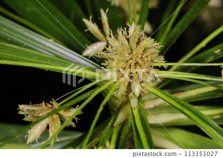 Natural plant, sycamore, flat oval spikelets are attached at the tips of the inflorescence branches. Natural plant, sycamore, flat oval spikelets are attached at the tips of the inflorescence branches. 113151027