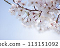 盛開的櫻花在藍天中閃耀 113151092