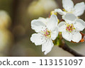 白梨花 113151097