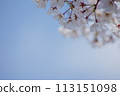 盛開的櫻花在藍天中閃耀 113151098