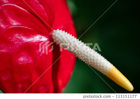 Oobeniuchiwa 113151177