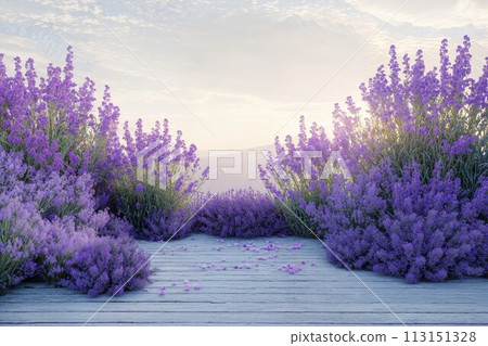 Wooden walkway surrounded by lavender fields 113151328