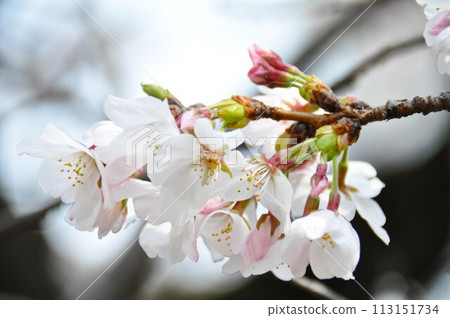 櫻花花蕾盛開 櫻花花蕾盛開 113151734