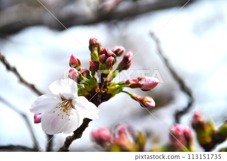 櫻花花蕾盛開 櫻花花蕾盛開 113151735