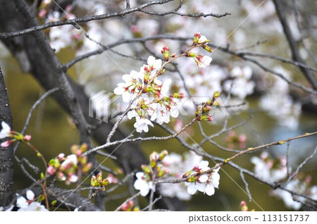 櫻花花蕾盛開 113151737