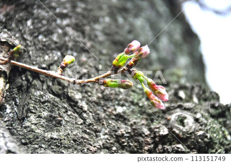 cherry blossom bud blooming cherry blossom bud blooming 113151749