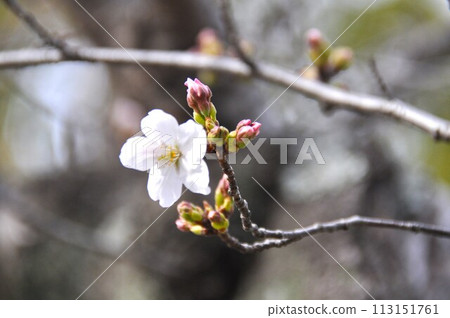 cherry blossom bud blooming 113151761