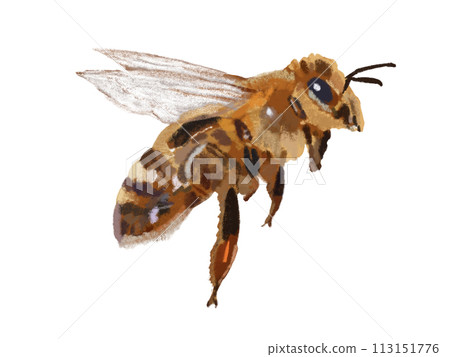 Bee (flying) 113151776