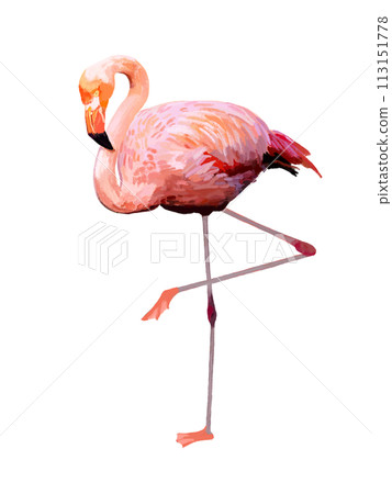 火烈鳥（2條腿） 113151778