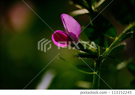 田野裡盛開的卡拉蘇豌豆花 113152245