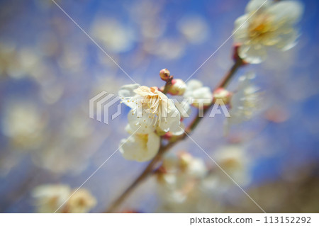 梅花盛開的臉龐，隨風搖曳，香氣誘人。 113152292