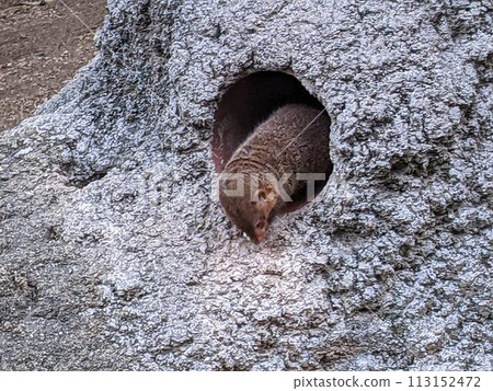 Pygmy mongoose in the hole 113152472