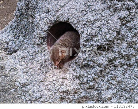 Pygmy mongoose in the hole Pygmy mongoose in the hole 113152473