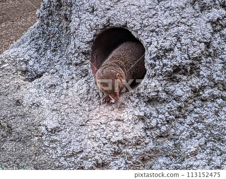Pygmy mongoose in the hole 113152475
