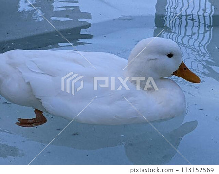 Swimming ducks Swimming ducks 113152569
