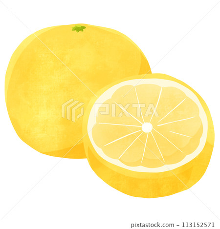 White grapefruit - hand-drawn illustrations of whole and cross-section White grapefruit - hand-drawn illustrations of whole and cross-section 113152571