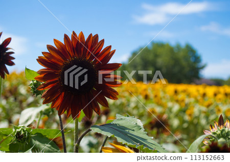 Red sunflower Red sunflower 113152663