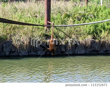 A monkey drinking water while supporting itself with its tail 113152671
