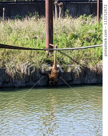 A monkey drinking water while supporting itself with its tail 113152672
