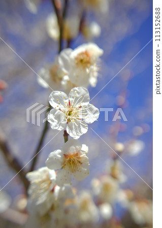 (Vividly) The face of a plum blossom in full bloom, swaying in the wind and inviting you to the old days of Manyo. (Vividly) The face of a plum blossom in full bloom, swaying in the wind and inviting you to the old days of Manyo. 113152688