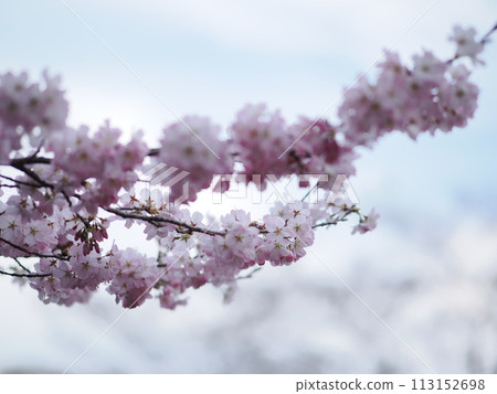 Cherry blossoms shining in the spring sunshine Cherry blossoms shining in the spring sunshine 113152698
