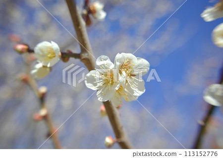 Plum blossoms in full bloom, tufts of flowers nestled together, moments of singing together, and the manyo era Plum blossoms in full bloom, tufts of flowers nestled together, moments of singing together, and the manyo era 113152776