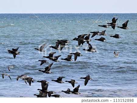Brent Goose in Flight Brent Goose in Flight 113152898