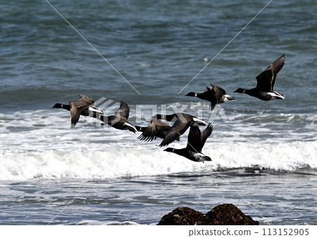 Brent Goose in Flight Brent Goose in Flight 113152905