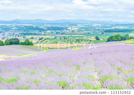 Kamifurano Town, Hokkaido, Summer Hokkaido, Sunrise Lavender Garden with beautiful lavender all over Kamifurano Town, Hokkaido, Summer Hokkaido, Sunrise Lavender Garden with beautiful lavender all over 113152932