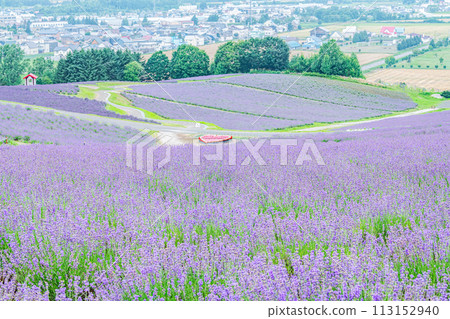 Kamifurano Town, Hokkaido, Summer Hokkaido, Sunrise Lavender Garden with beautiful lavender all over 113152940