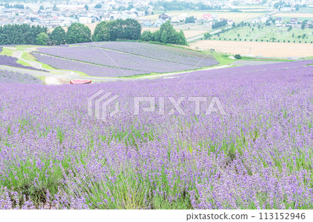 Kamifurano Town, Hokkaido, Summer Hokkaido, Sunrise Lavender Garden with beautiful lavender all over Kamifurano Town, Hokkaido, Summer Hokkaido, Sunrise Lavender Garden with beautiful lavender all over 113152946