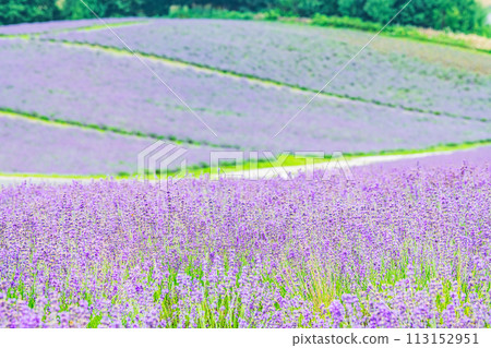 北海道上富良野町 夏季北海道 日出薰衣草園 遍地美麗的薰衣草 北海道上富良野町 夏季北海道 日出薰衣草園 遍地美麗的薰衣草 113152951