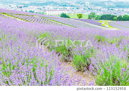 北海道上富良野町 夏季北海道 日出薰衣草園 遍地美麗的薰衣草 北海道上富良野町 夏季北海道 日出薰衣草園 遍地美麗的薰衣草 113152958