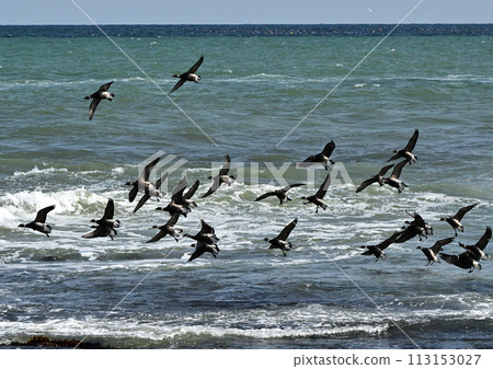 布倫特鵝飛行 113153027