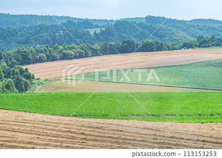 Summer Hokkaido large field (agriculture image) Summer Hokkaido large field (agriculture image) 113153253