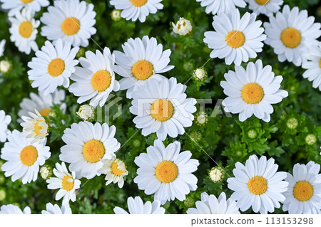 North pole 113153298