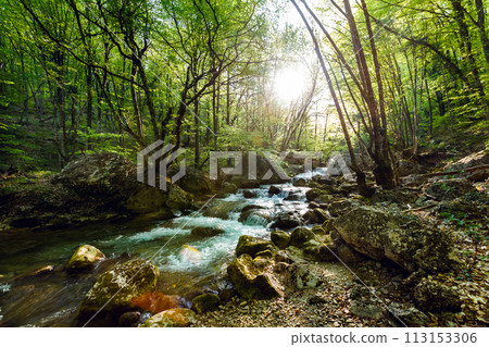 Mountain River in the wood Mountain River in the wood 113153306