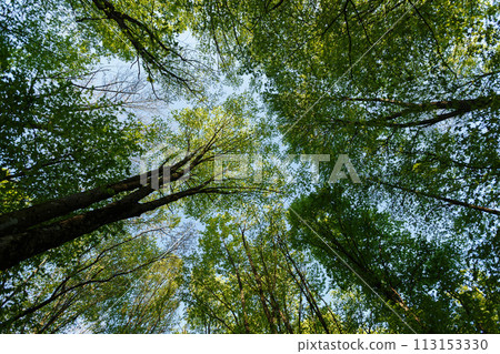 Vertical perspective within a dense forest with sky 113153330