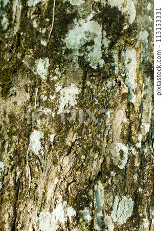 Moss on a tree trunk 113153331
