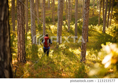 Hiker man walks in a pine yellow autumn forest. Backpacker enjoys golden fall landscape. 113153577