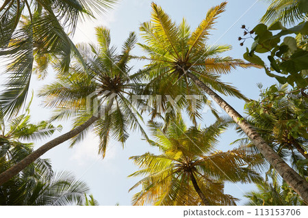 Coconut palm trees perspective view on exotical tropical island 113153706