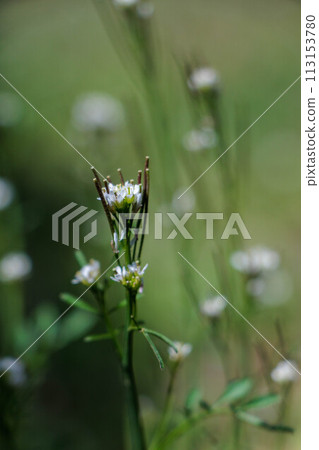wildflowers wet in the rain 113153780