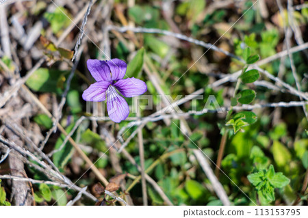 Purple violets blooming in the spring field 113153795