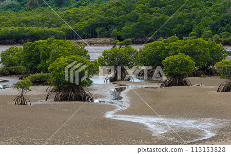宮古島的紅樹林 113153828
