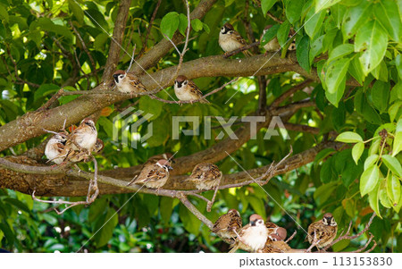 Sparrows perched on tree branches 113153830
