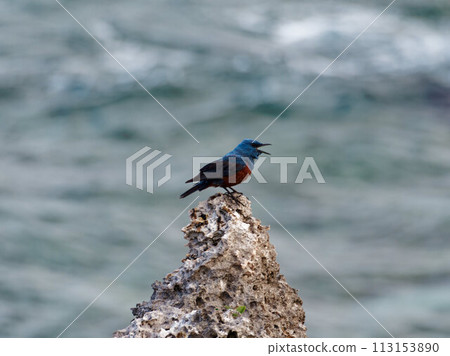 A brown-spotted bulbul standing on a rock A brown-spotted bulbul standing on a rock 113153890